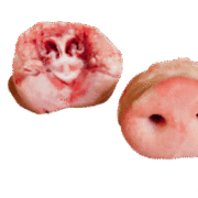 Wholesale Frozen Pork Snout Bone-In